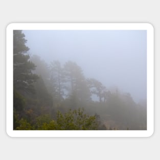 Evergreens in the Mist, Grand Canyon Sticker